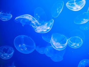 Why Keep Pet Jellyfish?