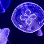 Moon JellyFish
