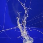 Amakusa Jellyfish