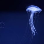 Amakusa Jellyfish