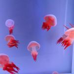 Flame Jellyfish