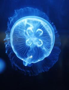 Live Moon Jellyfish for sale