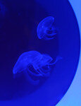 Moon Jellies in Jellyfish Tank