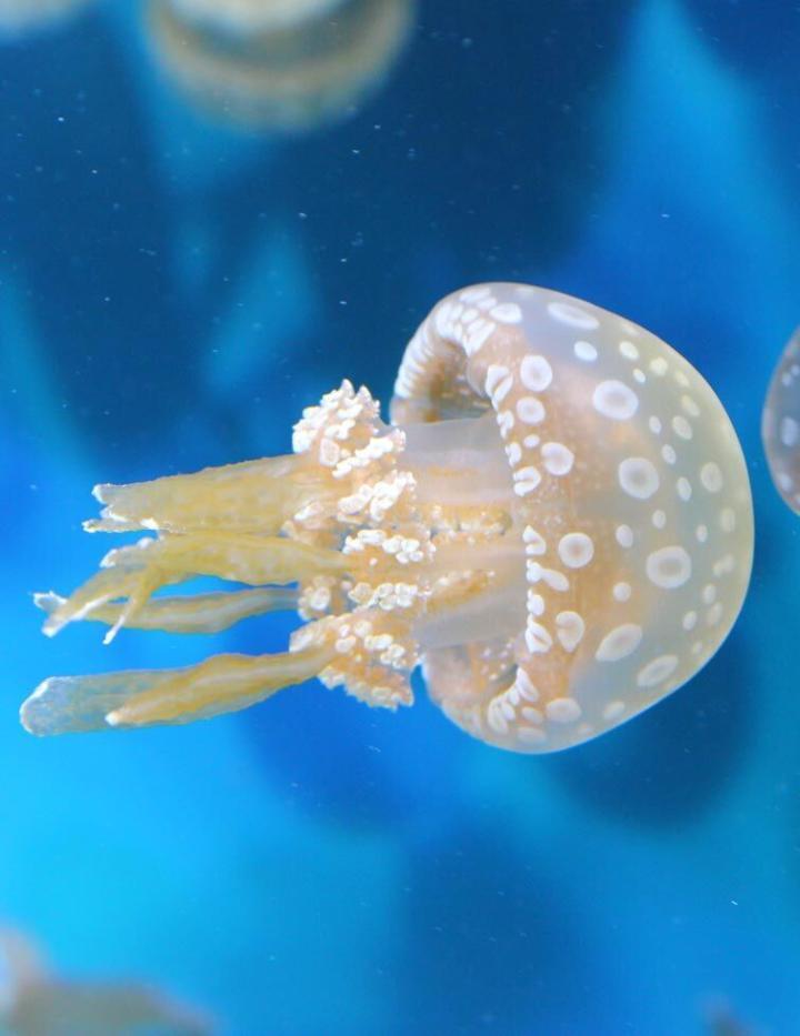 Spotted Lagoon Jellyfish