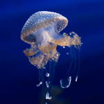 Australian Spotted Jellyfish