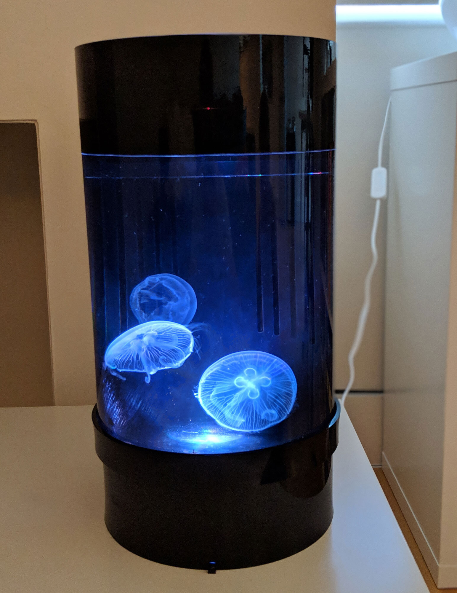 real jellyfish tank